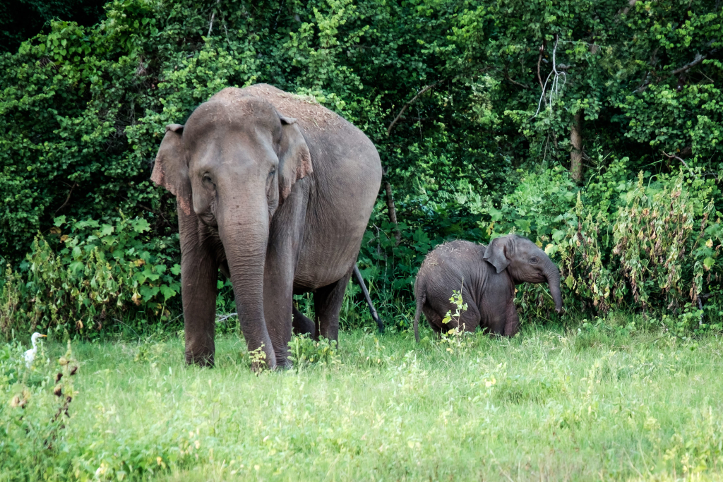 Elefanten_Minneriya Nationalpark_Sri Lanka