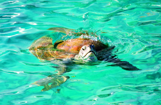 Meeresschildkröten auf Boa Vista