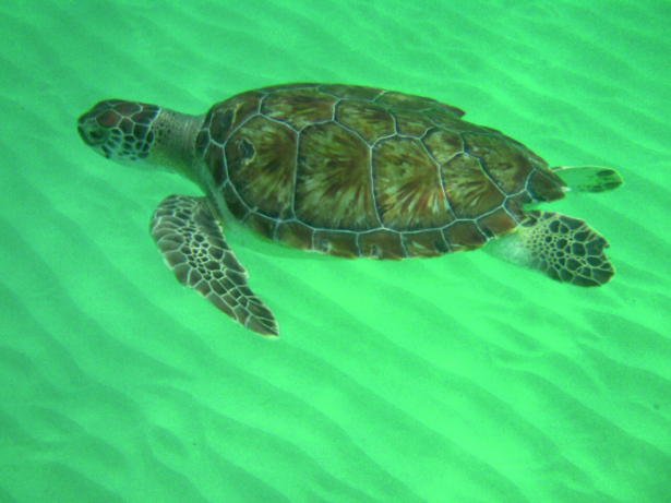 TUI-Meeresschildkröten