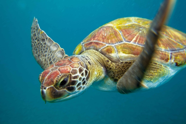 TUI-Meeresschildkröten