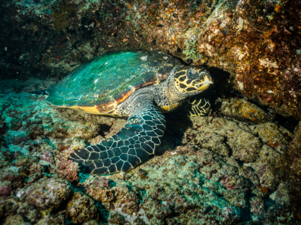 Tui-Meeresschildkröten