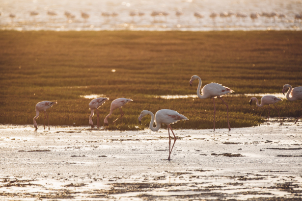 Flamingos bei Walvis Bay Namibia