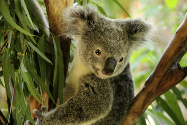 TUI Bucket List Reisen - Koala Australien