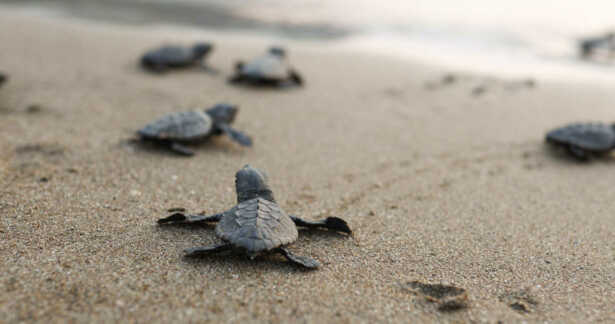 Babyschildkröten am Weg ins Meer auf den Kapverden.